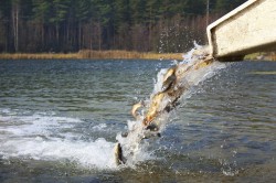 Более 3,7 тысячи щук выпустили в водохранилище Рудея Могилевского и Чаусского районов