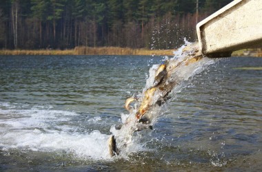 Более 3,7 тысячи щук выпустили в водохранилище Рудея Могилевского и Чаусского районов