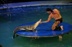 Весь май в Могилеве будет гостить цирк на воде