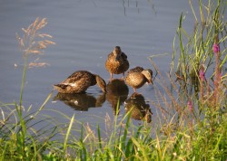 Сезон охоты на дичь сокращен в угодьях Могилевского лесхоза