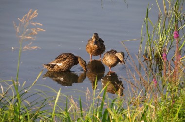Сезон охоты на дичь сокращен в угодьях Могилевского лесхоза