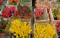 Продавать цветы могут физлица, заплатив налог 66 рублей в месяц