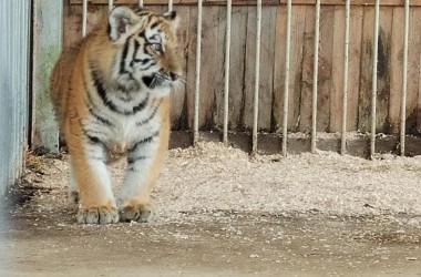 В Могилевском зоосаде поселились новые питомцы