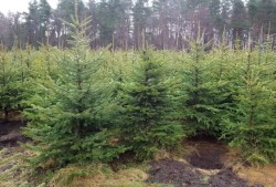 Елочные базары в Могилевской области откроются с 20 декабря