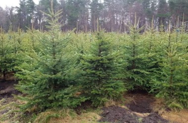 Елочные базары в Могилевской области откроются с 20 декабря