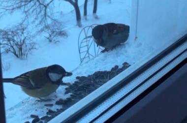 Могилевчане, поможем птицам пережить непогоду