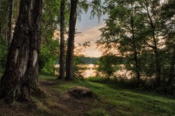Введен запрет на посещение лесов в трех районах Могилевской области