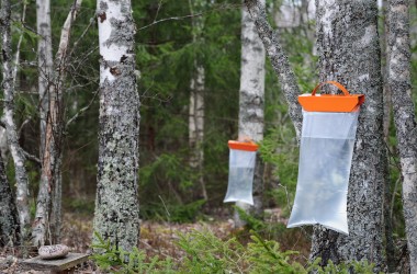 Более 1,2 тыс. тонн березового сока заготовят этой весной в лесхозах Могилевщины