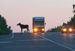 ГАИ предупреждает о диких животных на дороге