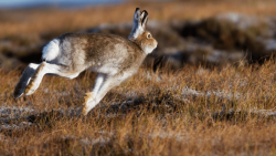Сезон охоты на пушных животных откроется 5 ноября в Беларуси