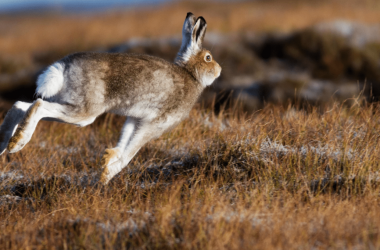 Сезон охоты на пушных животных откроется 5 ноября в Беларуси