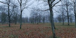 Парк 60-летия Октября в Могилеве в следующем году благоустроят