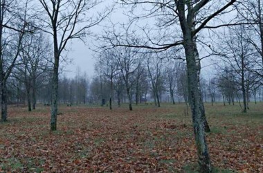 Парк 60-летия Октября в Могилеве в следующем году благоустроят