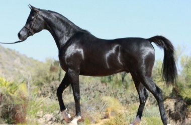 Международная выставка-шоу соберет лучших породистых лошадей под Могилевом