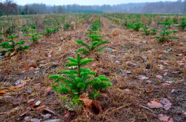 Акция «Дай лесу новае жыццё!» пройдет в октябре
