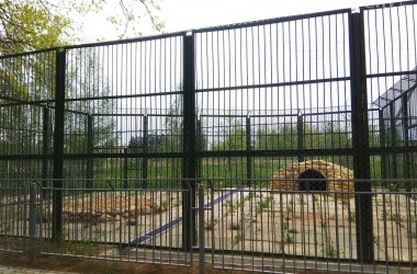 Два дикобраза поселятся летом в Могилевском зоосаде