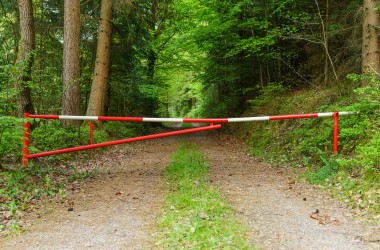 В районах Могилевщины введено ограничение на посещение лесов