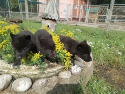 В Могилевском зоосаде поселились редкие канадские волчата