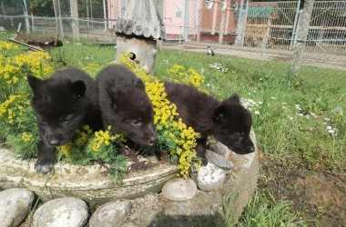 В Могилевском зоосаде поселились редкие канадские волчата
