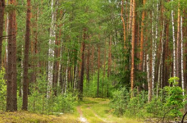 Запреты на посещение лесов продолжают действовать в большинстве районов Беларуси