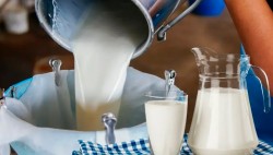 В Беларуси ИП разрешили посредничать в закупке сырого молока у населения
