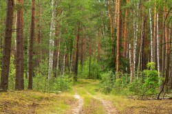 Запрет на посещение лесов введен уже в 15 районах Могилевской области
