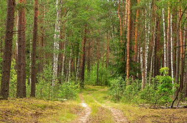 Запрет на посещение лесов введен уже в 15 районах Могилевской области