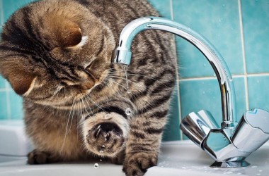 Заключительный этап сезонного отключения горячей воды начнется с 12 августа