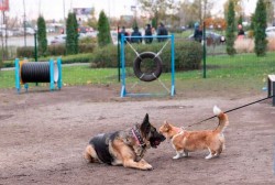 ЖКХ ужесточит правила выгула собак