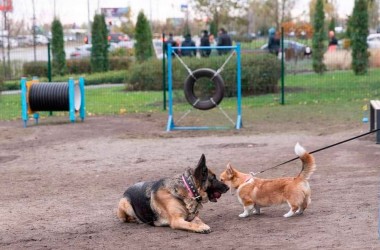 ЖКХ ужесточит правила выгула собак