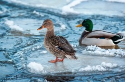 Как помочь зимующим водоплавающим птицам рассказали специалисты природоохраны