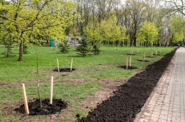 3150 деревьев и более миллиона цветов высадят в этом году в Могилеве