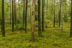 Ограничения на посещение лесов в Могилевской области сняты (интерактивкарта)