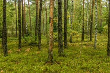 Запрет на посещение лесов действует во всех районах Могилевщины