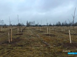 Тысячи молодых деревьев высаживают в парке у Святого озера в Могилеве
