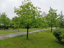 Дубовую аллею высадят в Подниколье в этом году