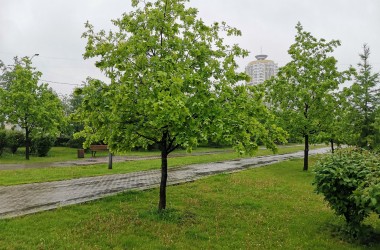 Дубовую аллею высадят в Подниколье в этом году