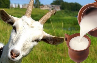 Скоро в магазинах появится первое козье молоко, произведенное под Могилевом