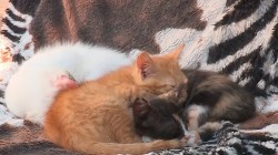 Приют для бездомных животных появился в Могилеве (Видео)