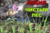 Акция "Чистый лес" пройдет в Беларуси