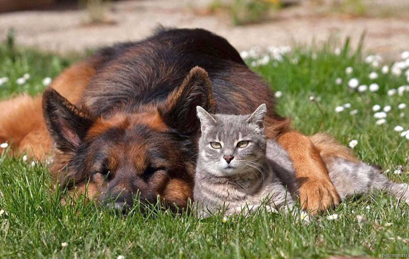 Друг зверей. Кошки и собаки. Дружба кошки и собаки. Кот и собака дружат. Собака с кошкой дружат.