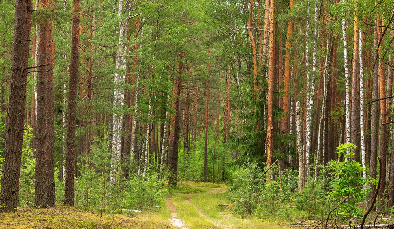 Густые леса беларуси